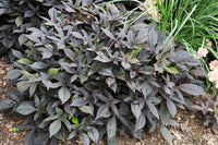 Ipomoea Blackie Sweet Potato Vine