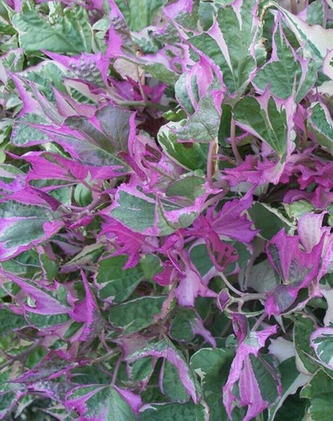 Ipomoea Sweet Potato Vine