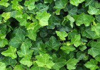 Ivy Hedera helix 'English'