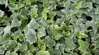 Ivy Hedera helix 'Glacier'