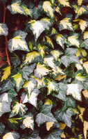 Ivy Hedera helix 'Golden Ingot'