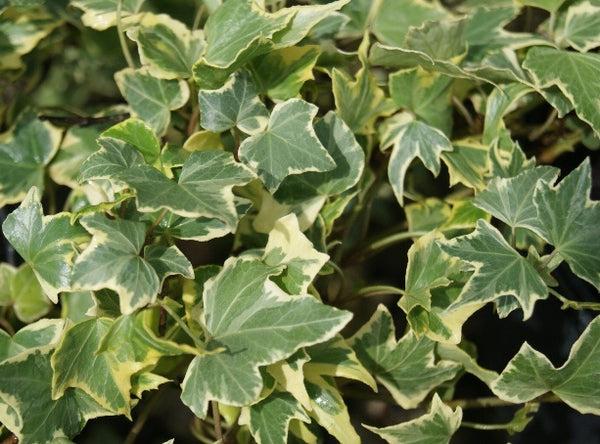 Ivy Hedera helix 'Yellow Ripple'