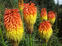 Kniphofia 'Firedance'