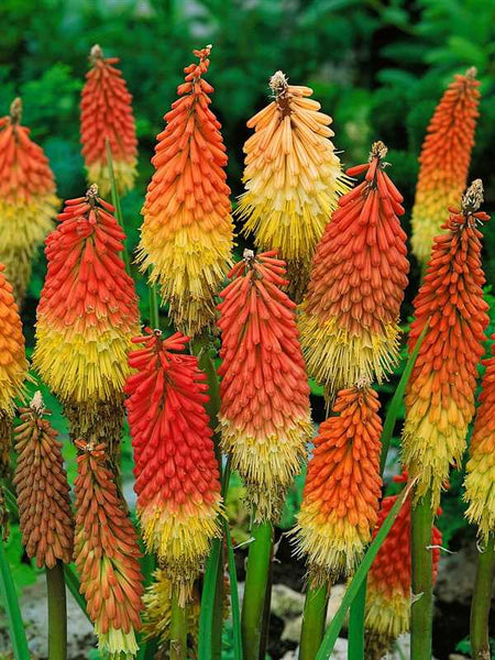 Kniphofia uvaria 'Royal Castle'