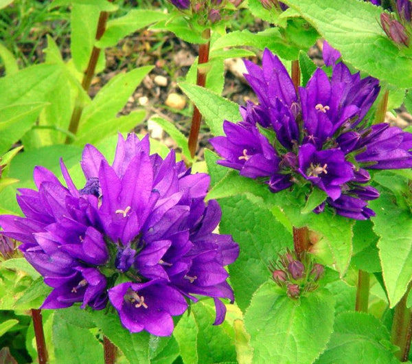 Campanula glomerata 'Superba'