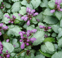 Lamiastrum Silver Nettle