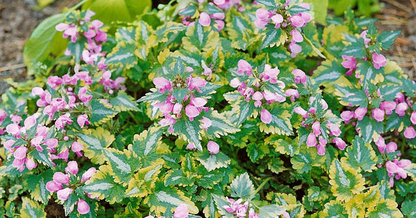 Lamium 'Anne Greenaway'