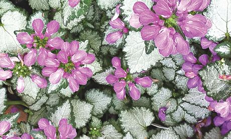 Lamium 'Mega Purple'