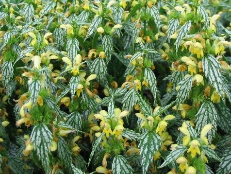 Lamium maculatum 'Herman's Pride'