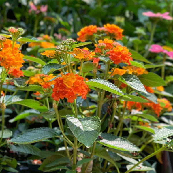 Lantana Orange