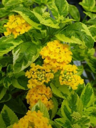 Lantana Varigated