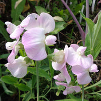 Lathyrus 'Pink Pearl