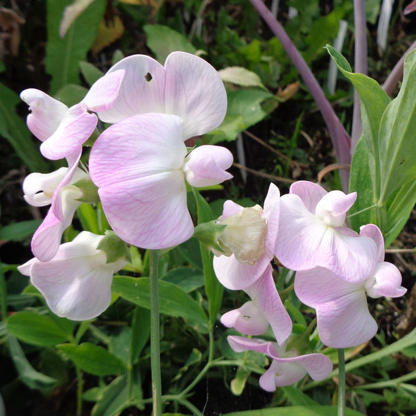 Lathyrus 'Pink Pearl