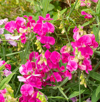 Lathyrus 'Red Pearl'