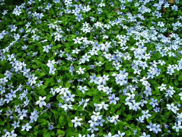 Laurentia fluviatillis (or Isotoma)