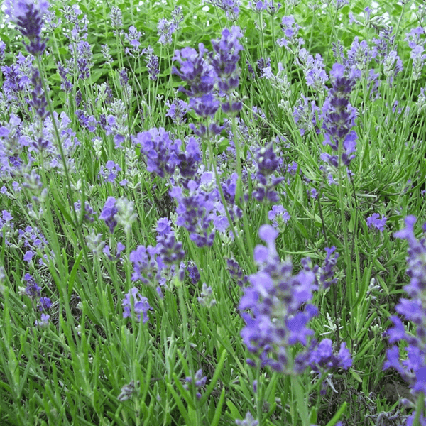 Lavandula 'Munstead'