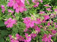 Lavatera thuringiaca 'Eye Catcher'