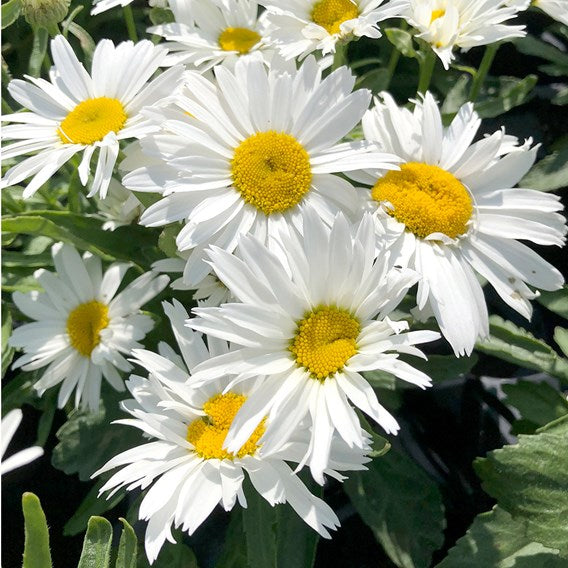 Leucanthemum 'Marconi'