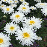 Leucanthemum 'Sante'