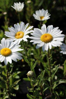 Leucanthemum 'Silver Princess'