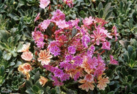 Lewisia cotyledon 'Hybrid Mix'