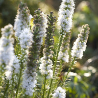 Liatris spicata 'Floristan Alba'