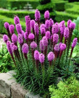 Liatris spicata 'Floristan Violet'