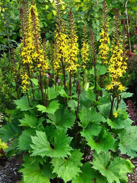 Ligularia 'Little Rocket'