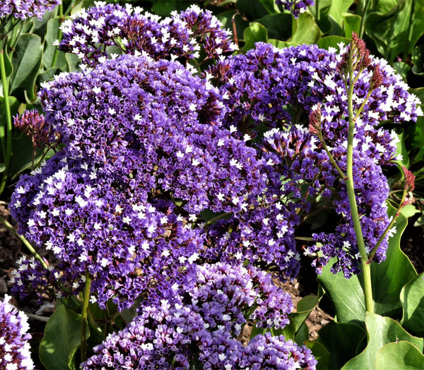 Limonium latifolium