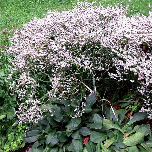 Limonium tataricum