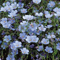 Linum perenne 'Sapphire'