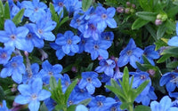 Lithodora diffusa 'Grace Ward'