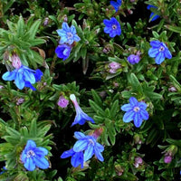 Lithodora diffusa 'Heavenly Blue'