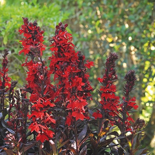 Lobelia 'Queen Victoria'