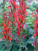 Lobelia cardinalis