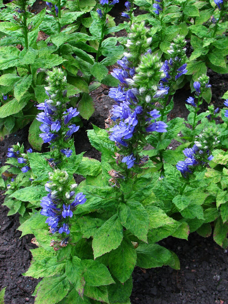 Lobelia syphilitica