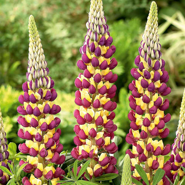 Lupine 'Manhattan Lights'