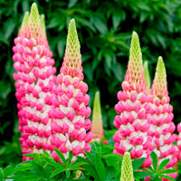 Lupine 'Rachel de Thame'