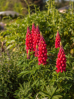 Lupine 'Red Rum'