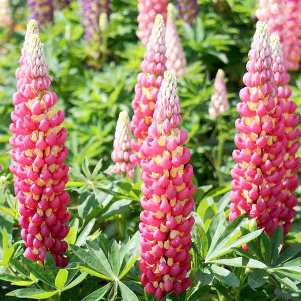 Lupine 'Tequila Flame'