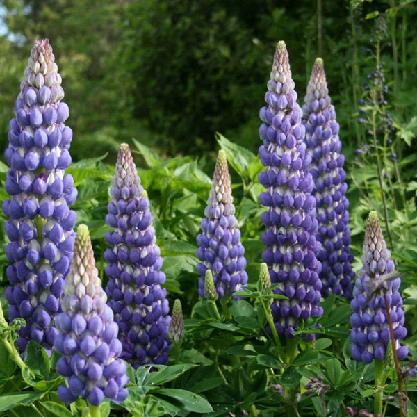 Lupine 'Persian Slipper'