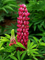 Lupines Red'