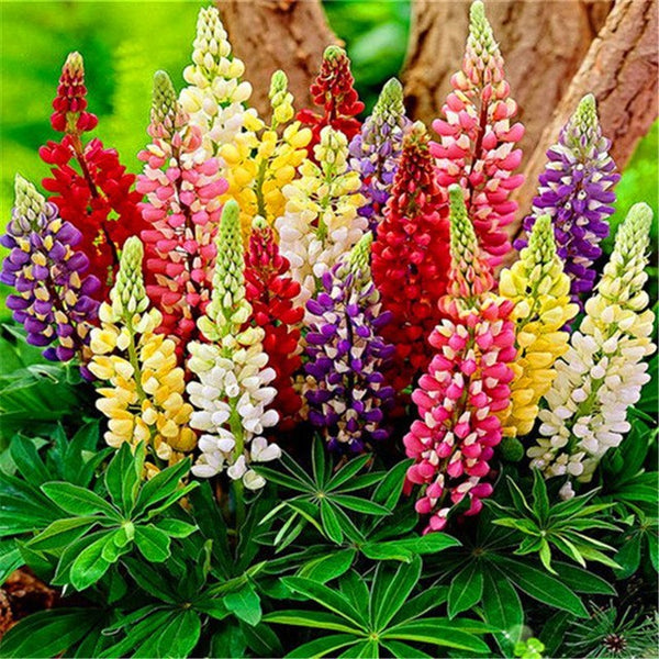 Lupines 'Woodfield Hybrids'