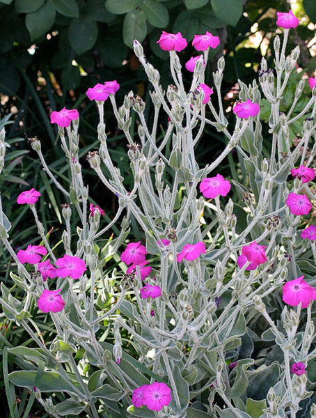 Lychnis coronaria