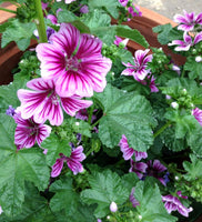 Malva sylvestris 'Zebrina'