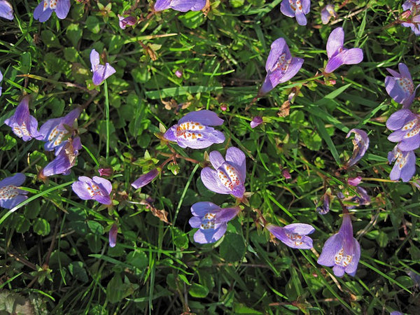 Mazus reptans