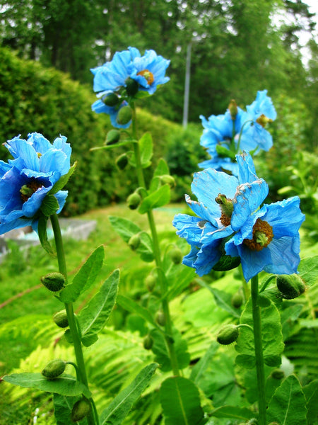 Meconopsis betonicifolia