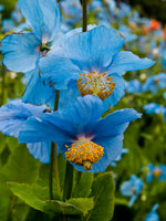 Meconopsis grandis