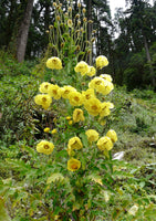 Meconopsis paniculata