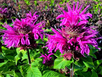 Monarda 'Bee-Free'